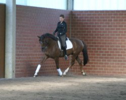 dressage horse Don Balleno F (Hanoverian, 2007, from Don Gregory)