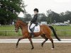 dressage horse Von Dutch Boy (German Riding Pony, 2004, from Versace R)