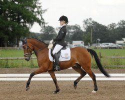 dressage horse Von Dutch Boy (German Riding Pony, 2004, from Versace R)