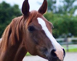 dressage horse Lady's Jibon (Niederl. Pony m.arab.Blutant., 2009, from Scapino BB ox)