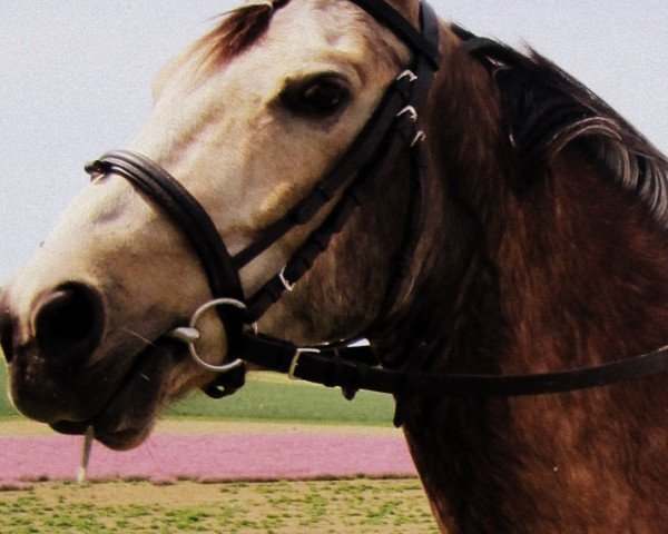 horse Armani (Thuringia, 2005)