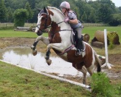 broodmare Serafina W (Pinto / Hunter, 2003, from Samico F)