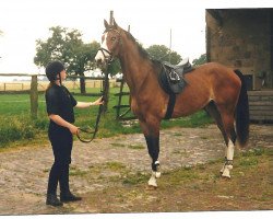 Pferd Labadia (Westfale, 1999, von Lancer III)