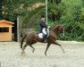 dressage horse Felicissima (Rhinelander, 2008, from Fürst Piccolo)