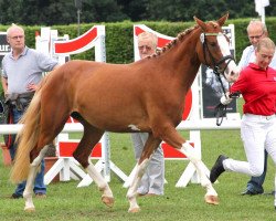 broodmare Crims Crams (German Riding Pony, 2009, from Top Champy)