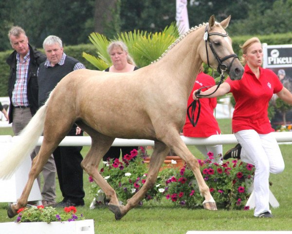 broodmare Delilah PM (German Riding Pony, 2009, from HET Golden Dream)