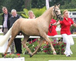 Zuchtstute Delilah PM (Deutsches Reitpony, 2009, von HET Golden Dream)