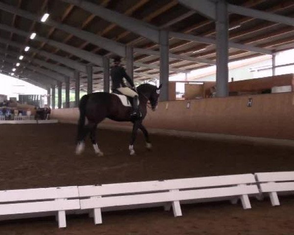 Dressurpferd Wauthi 13 (Hannoveraner, 2004, von Weltmeyer)
