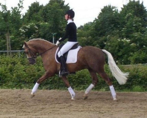 dressage horse Top Zento (Welsh-Pony (Section B), 2003, from Coelenhage's Let's Be The Best)