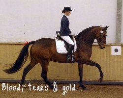 horse Fulda CR (Oldenburg show jumper, 2003, from Fuego du Prelet)