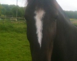 Dressurpferd Frankenbach Beautyful Mind (Welsh-Cob (Sek. D), 2005, von Dingering Bangster)