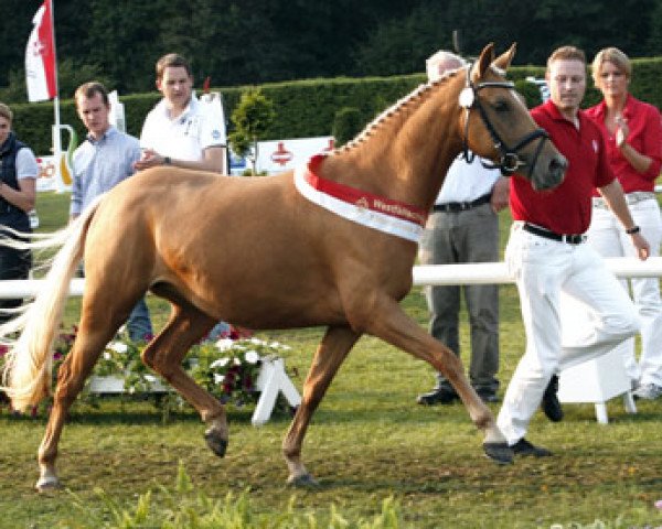 broodmare Anymore v.H. (German Riding Pony, 2009, from A Gorgeous)