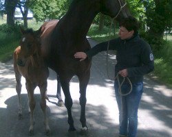 broodmare Flieder (Hanoverian, 2004, from Florianus)