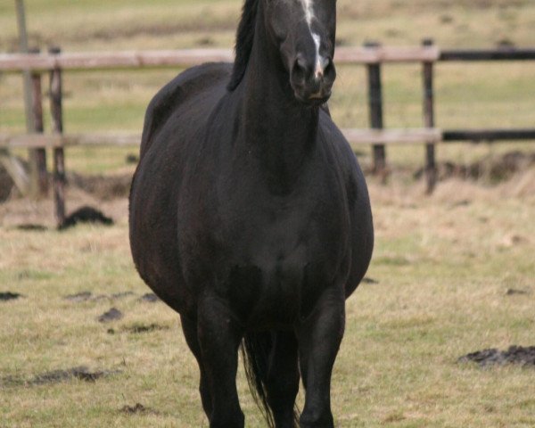 Zuchtstute Seniorita (Oldenburger, 2005, von Tannenhof’s Solero TSF)