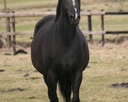 broodmare Seniorita (Oldenburg, 2005, from Tannenhof’s Solero TSF)