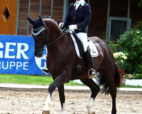 dressage horse Danccini (Hanoverian, 2007, from Don Crusador)