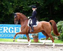 dressage horse Walk of Fame 21 (Hanoverian, 2001, from Wolkentanz I)