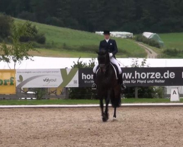 stallion Riedinger (Hanoverian, 2001, from Rubinstein I)