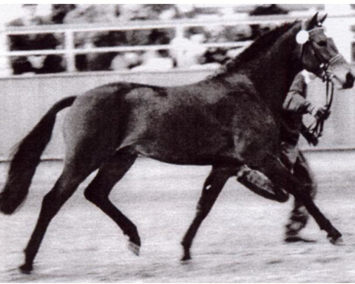 stallion Power Man (German Riding Pony, 1990, from Power Boy)
