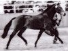 stallion Power Man (German Riding Pony, 1990, from Power Boy)