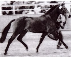 stallion Power Man (German Riding Pony, 1990, from Power Boy)