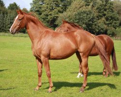 broodmare Lisanne (Hanoverian, 2008, from Londonderry)