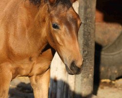 horse Fidan A (Westfale, 2010, from Flanagan)