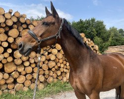 Pferd Lukas (Westfale, 2007, von Glock's Lord of Loxley)