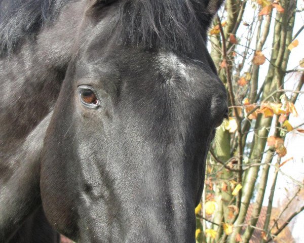 broodmare Minerwa (Hanoverian, 1995, from Metternich)