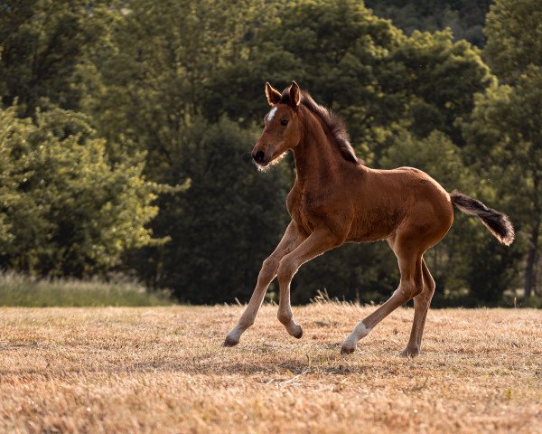 jumper Duke of Stubbornness (Holsteiner, 2022, from Dia Corrado)