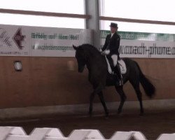 dressage horse Sinatra M (Oldenburg, 2006, from Stedinger)