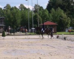 dressage horse Belaggio (Oldenburg, 2003, from Briar)