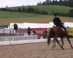 dressage horse Regisseur 3 (Hessian Warmblood, 2001, from Royal Dance)