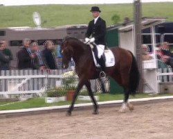 dressage horse Louis-Latour (Hanoverian, 2007, from Londontime)