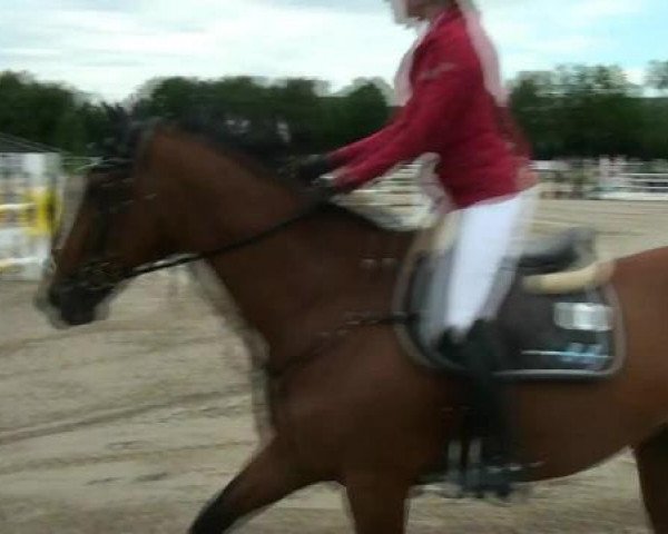 jumper Undercover Agent (Belgian Warmblood, 1997, from Landetto)