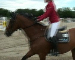 jumper Undercover Agent (Belgian Warmblood, 1997, from Landetto)