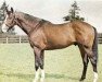 stallion Armistice xx (Thoroughbred, 1959, from Worden xx)