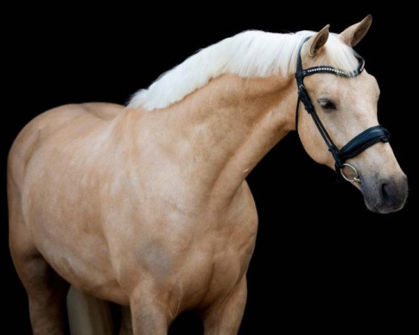 horse Mellow Yellow EM (KWPN (Royal Dutch Sporthorse), 2017, from Jantar van het Anserland)