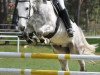 jumper Concorde 56 (German Sport Horse, 2004, from Caitano)