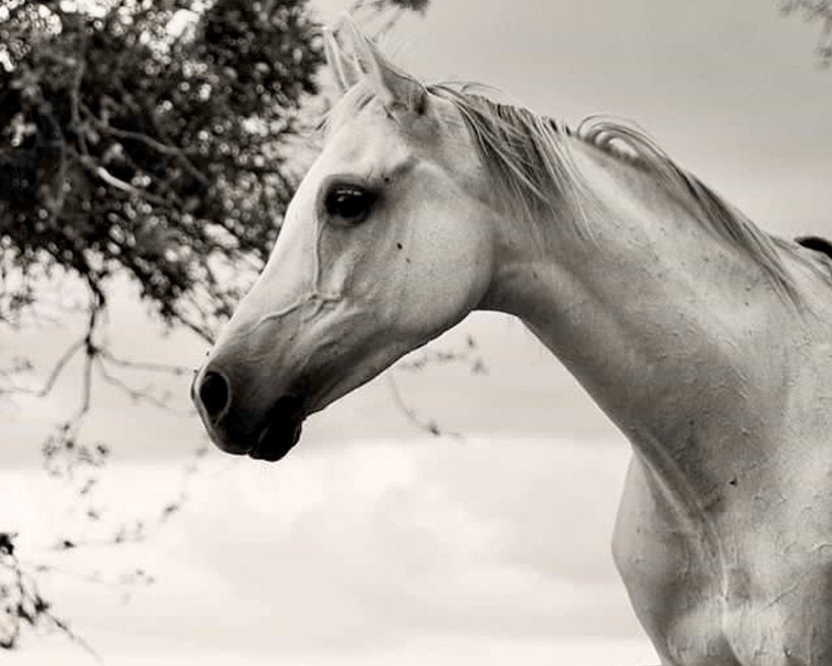 horse Fa Eldorado OX (Arabian purebred, 2006, from FA Wisznu ox)
