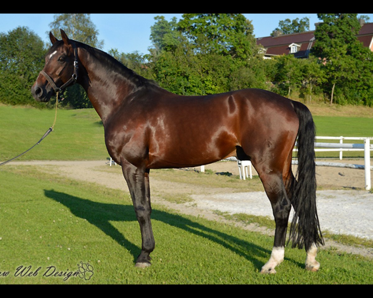 Deckhengst Luxor v. Ganschow (Mecklenburger, 1998, von Lancer III)