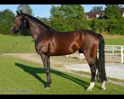 stallion Luxor v. Ganschow (Mecklenburg, 1998, from Lancer III)