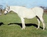 broodmare Alruccaba xx (Thoroughbred, 1983, from Crystal Palace xx)