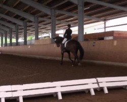 dressage horse Jazz Rondnoir (Oldenburg, 2005, from Jazz Time)