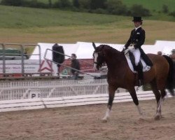 dressage horse Hogholm's Facel Vega (Danish Warmblood, 2005, from Akinos)