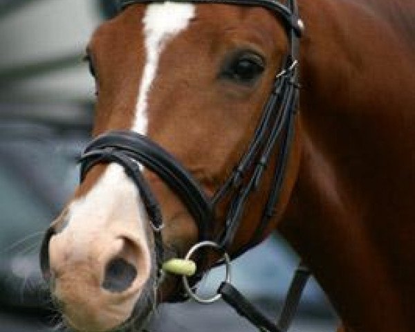 dressage horse Segantini (Trakehner, 2005, from Freudenfest)