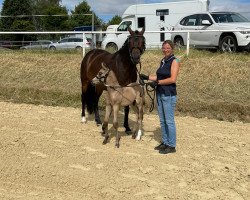 Pferd Hengst von Top Champion / Hurrikan Heros (Deutsches Reitpony, 2022, von Top Champion)