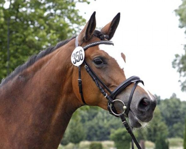 Zuchtstute Schwalbenherzchen (Trakehner, 2007, von Freudenfest)