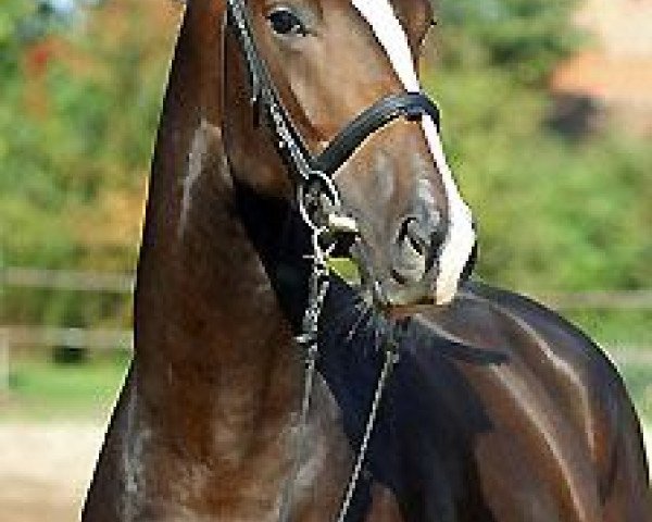 dressage horse Smart and Clever (Trakehner, 2006, from Freudenfest)