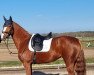 dressage horse Rosalie K (Hanoverian, 2012, from Royal Blend)